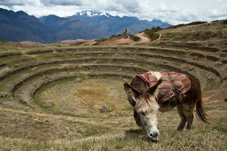 Peru: Sacred Valley - Moray: smaller terrace