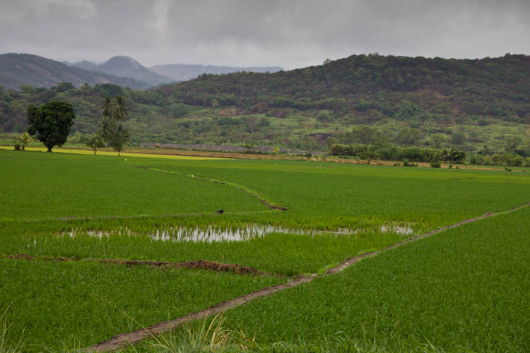 Peru: San Ignacio to Jaen - Rice Fields
