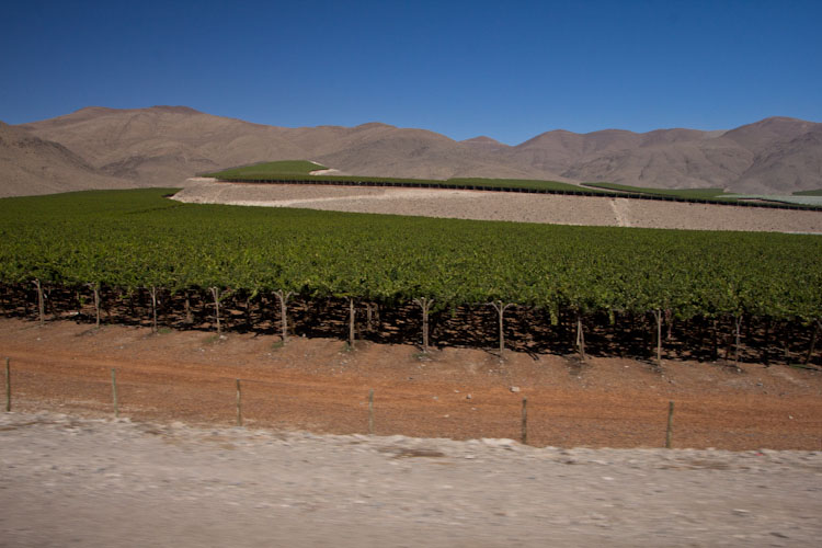 Chile: Copiapo - wine, wine and even more wine
