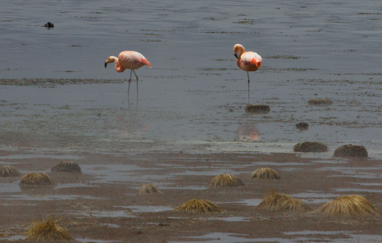 Chile: Lauca NP - Flamingos
