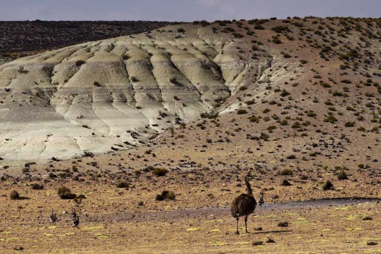 Chile: Reservas Vincunas - Ostrich