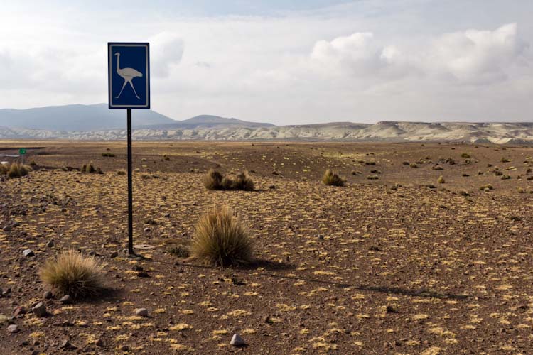 Chile: Reservas Vincunas - Ostrich Sign