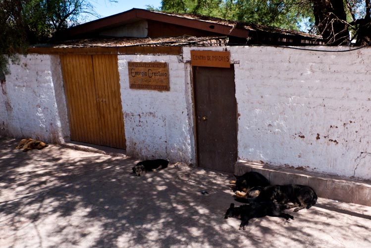 Chile: San Pedro de Atacama - Lazy dogs
