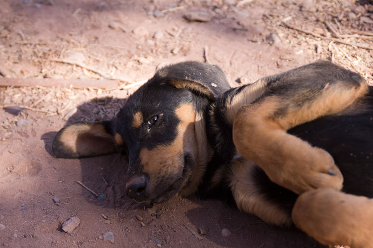 Chile: San Pedro de Atacama - Part time dog