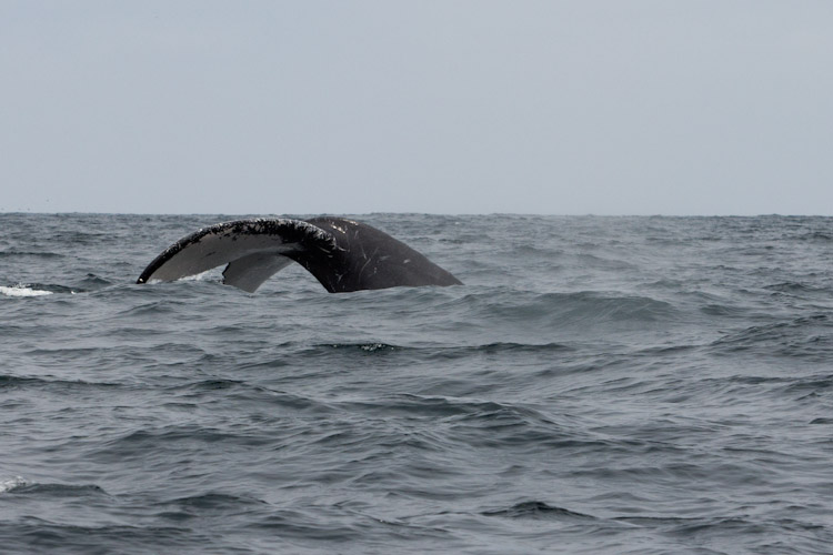Whale Watching in Ecuador ...